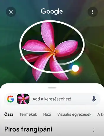 Google Lens alkalmazás képe egy rózsaszín virág felismerésével