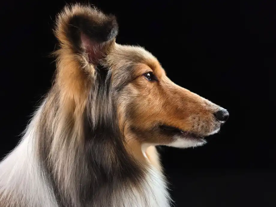 Hosszúszőrű kutya oldalnézeti portréja fekete háttér előtt.